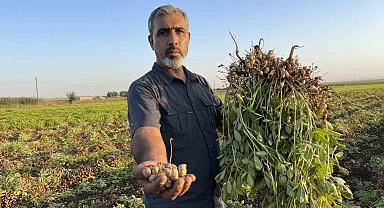 Şanlıurfa'da pamuk yerini yer fıstığına bırakıyor