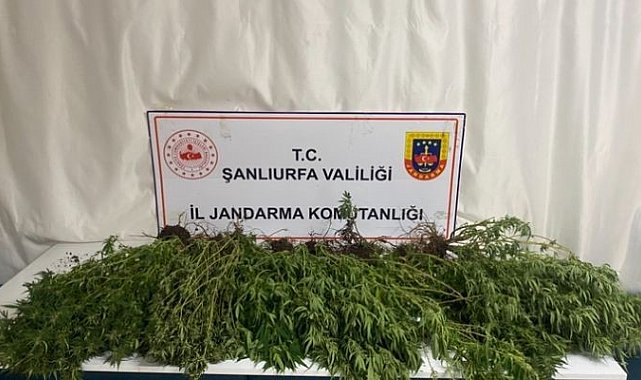 Şanlıurfa'da silah, uyuşturucu ve 196 kök kenevir bitkisi ele geçirildi