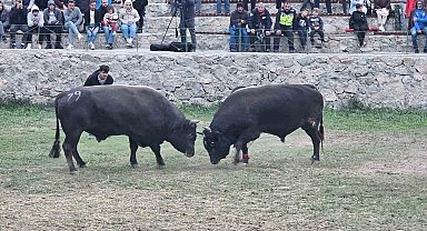Şap hastalığı nedeniyle ertelenen Ardanuç boğa güreşleri festivali sona erdi