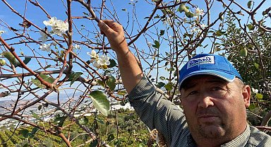 Sarıgöl'de armut ağacı ikinci kez çiçek açtı