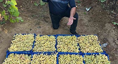 Sarıgöl'de üzüm hasadı hız kesmeden devam ediyor