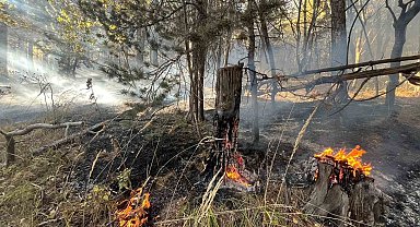 Sarıkamış'ta orman yangını: 2 hektar alan zarar gördü
