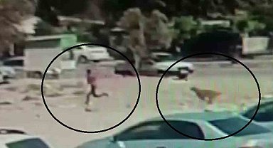 Sayıları 10'u bulan sokak köpekleri çocuğa korku dolu anlar yaşattı