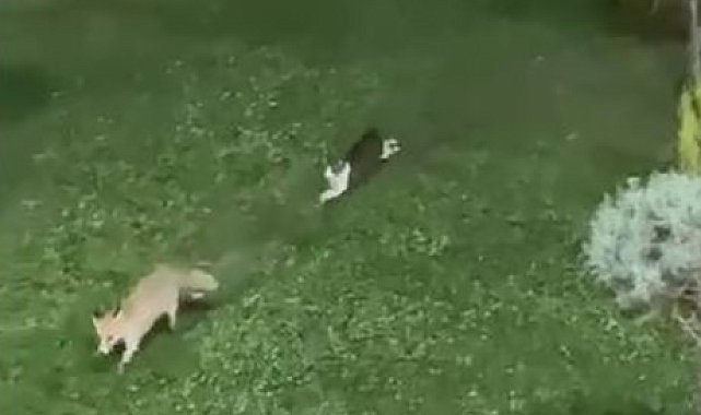 Şemdinli'de kedi ile tilkinin oyun keyfi