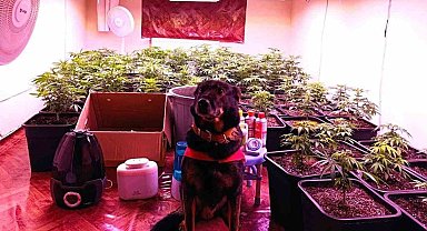 Seraya çevirdiği kiralık dairede kenevir yetiştiren şahıs yakalandı