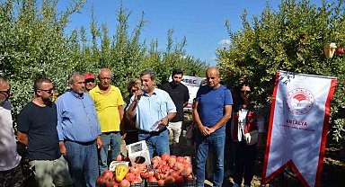 Serik'te nar hasadı başladı