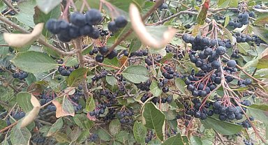 Şifa kaynağı aronya Edirne Enez'de üretiliyor