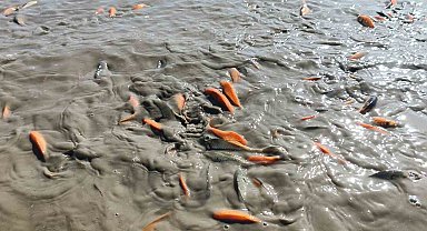 Siirt'te gölet kurudu, balıklar telef oldu