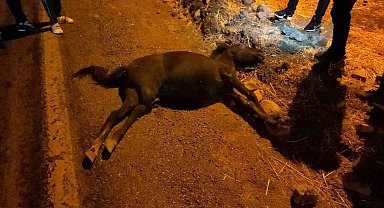 Siirt'te otomobil ile at çarpıştı: 1 yaralı