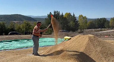 Sinop, çeltik üretiminde Türkiye'de 6'ncı sırada