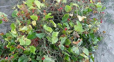 Sinop'ta Roman vatandaşların "kokina" mesaisi: İstanbul'dan gelip topluyorlar