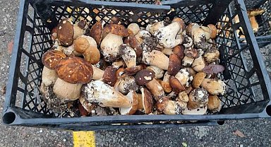 Sinop'tan Avrupa'ya mantar ihracatı