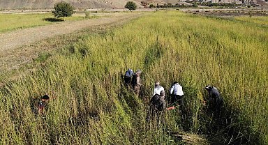 Şırnak'ta 5 bin dekar alandan 300 ton susam rekoltesi bekleniyor
