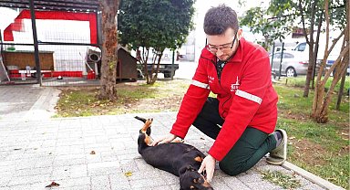 Şişli Belediyesi'nden sokak hayvanlarına şefkat eli