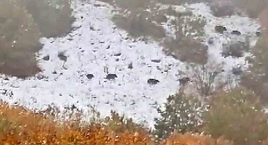 Sivas'ın Çeltek köyünde yaban domuzu sürüsü görüntülendi
