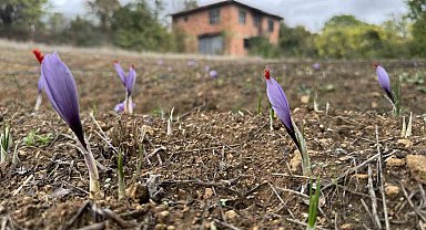 Soğuk hava dünyanın en pahalı baharatında erken çiçek açtırdı