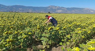Söke'de 2025 yılı destekleme ürün çalışmaları yapıldı
