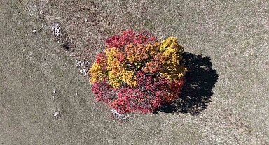 Sonbahar Karadeniz'de ilk bu köye uğruyor