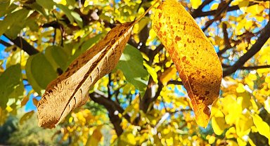 Sonbaharda ağaçlarda renk cümbüşü