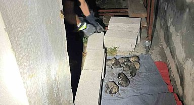 Sulama kanalına düşen anne köpek ve yavrularını itfaiye ekipleri kurtardı