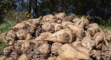 Tarım Bakanlığı: "Kuraklık nedeniyle şeker pancarı üretimini kısıtlamayacağız"