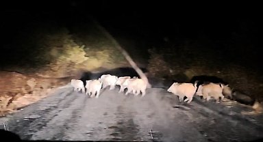 Tatvan'da domuz sürüsü görüntülendi