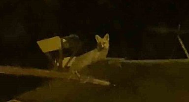 Tavuk hırsızı tilkiyi yerde beklerken çatıda çıktı