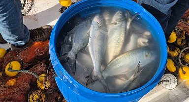 Tekirdağ'da ağlara takılan lüfer yüzleri güldürdü