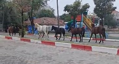 Tekirdağ'da başıboş atlar trafiği tehlikeye soktu