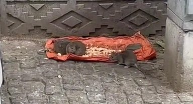 Tekirdağ'da vatandaşlar tedirgin: "Fareler sokakları bastı"