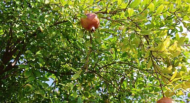 Tescilli Kuytucak narında hasat başladı