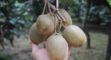 Tescilli Ordu kivisinde rekolte yarıya düştü