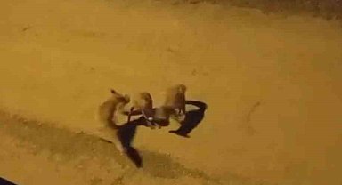 Tilkilerin sokaktaki oyunları kameralara yansıdı