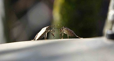 Trabzon'da kahverengi kokarca alarmı