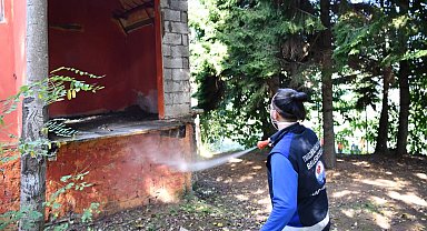 Trabzon'da tarım zararlısına karşı yoğun ilaçlama