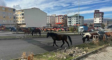 Trafikte başıboş atlar tehlike saçmaya devam ediyor
