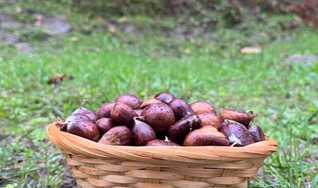 Türkeli'de kestane sezonunda vatandaşlar ormana akın etti