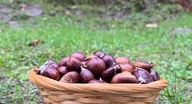 Türkeli'de kestane sezonunda vatandaşlar ormana akın etti