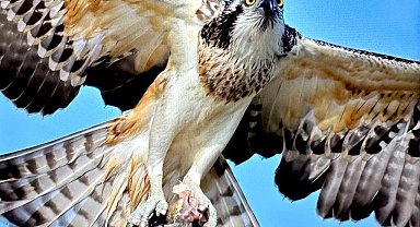 Türkiye'de nadir görülen balık kartalı Bursa'da görüntülendi