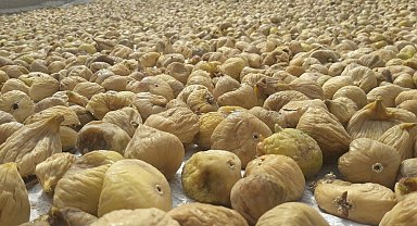 Türkiye'nin milli meyvesi incir, bu yıl üreticisine tat vermedi