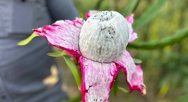 Türkiye'nin tarım merkezinde ejder meyvesi hasadı başladı, kilosu 180 TL'den alıcı buluyor