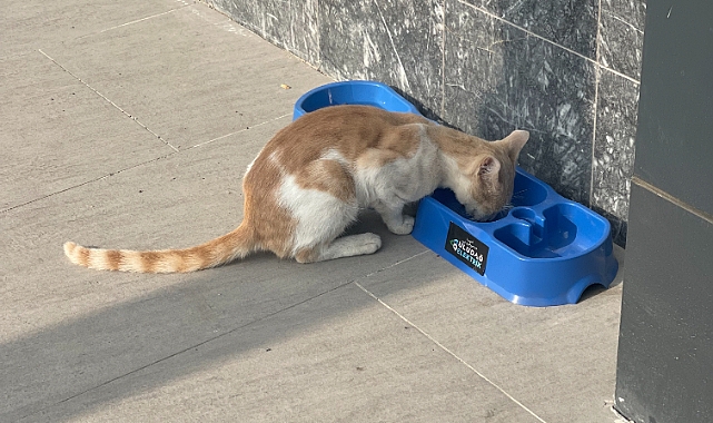 Uludağ Elektrik'in can dostlara desteği devam ediyor