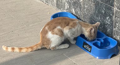 Uludağ Elektrik'in 'Sevgimiz, Enerjimiz Sizinle' projesi sokak hayvanlarına umut oluyor