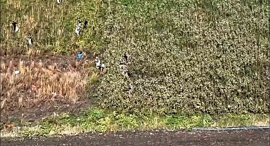 Uyuşturucu tarlasında bin 876 kök kenevir ele geçirildi: 3 tutuklama