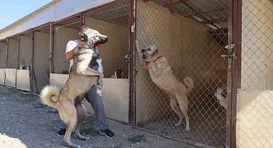 Uzmanı, sosyal medyada süren çoban kopeği yarışına noktayı koydu