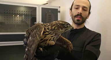 Uzmanı uyardı: "Bulduğunuz yaralı yabani hayvanlara dokunmayın"