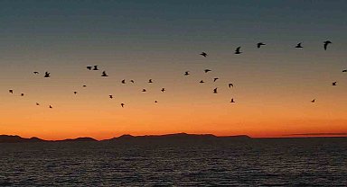 Van Gölü sahillerinde kuşların akşam göçü