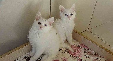 Van kedileri için 'kırmızı alarm' kaldırıldı