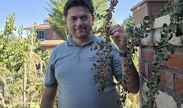 Van'da görevli doktor tropik meyve yetiştirdi