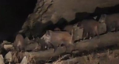 Van'da mahalleye inen domuz sürüsü görüntülendi